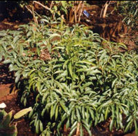 braziliaanse ginseng plant