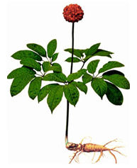 notoginseng plant